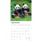 Giant Pandas | 2026 12 x 24 Inch (Hanging) Monthly Square Wall Calendar | Plastic-Free